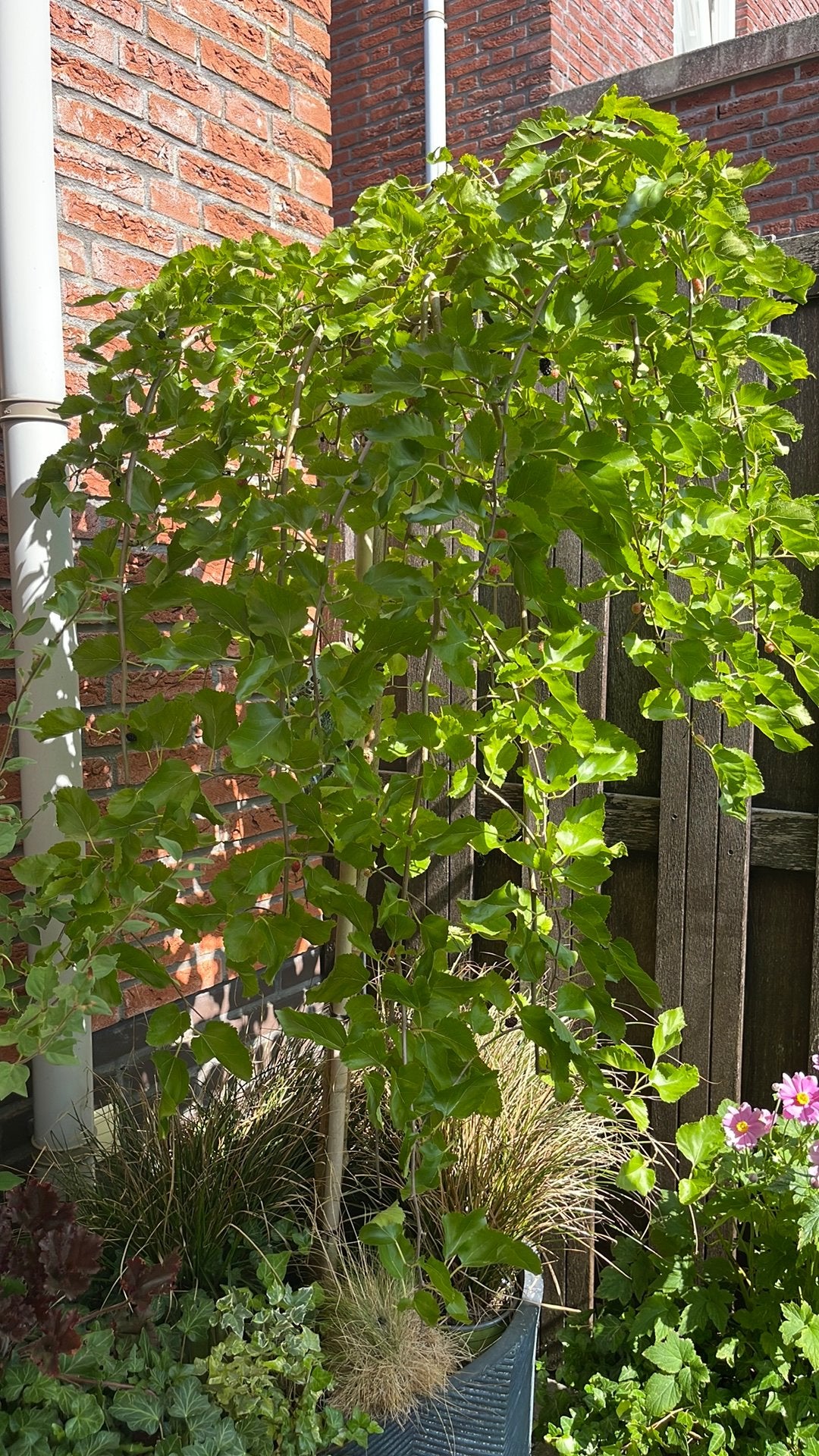 Treur moerbei Morus alba pendula, Ophalen, Volle zon, Treurboom