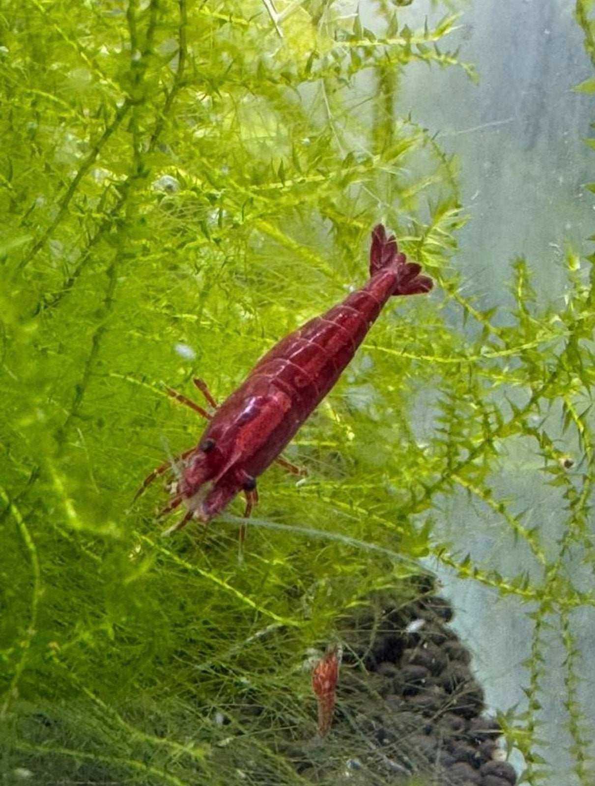 Rode garnalen €1 per stuk, Dieren en Toebehoren, Vissen | Aquariumvissen, Kreeft, Krab of Garnaal