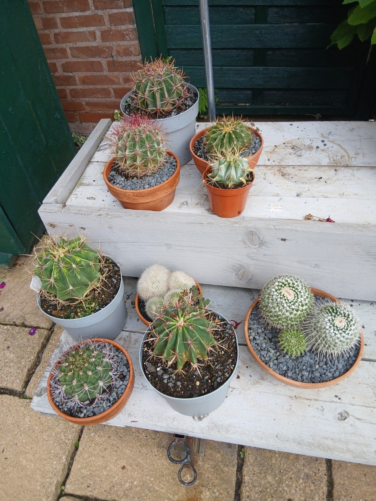 compleet 9 x Diverse collectie cactussen - gemiddeld 10-14 c, Tuin en Terras, Planten | Tuinplanten, Ophalen, Overige soorten