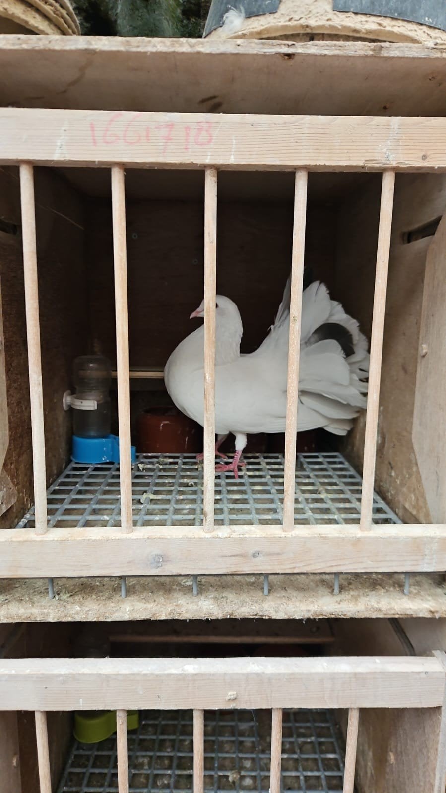 gezocht ik zoek een duivin voor deze doffer, Dieren en Toebehoren