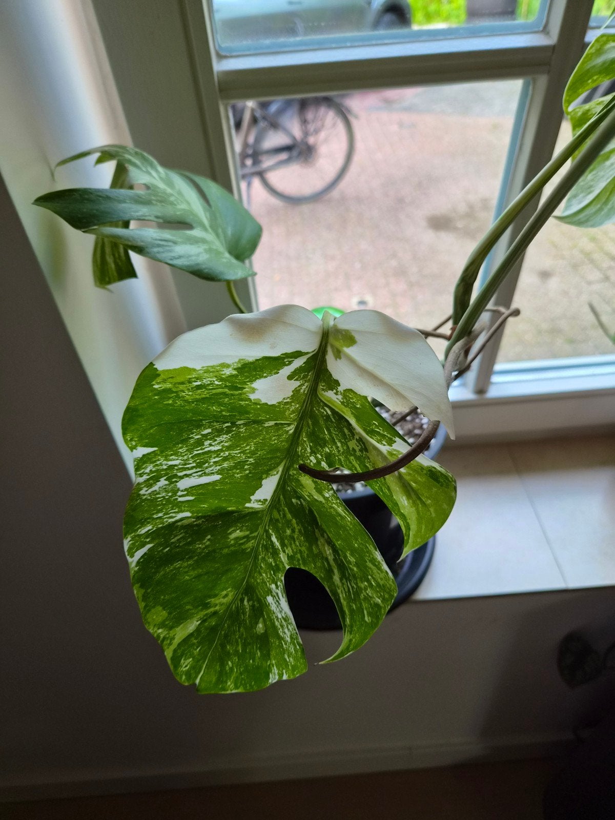 Monstera Deliciosa Variegata - Zeldzame Kamerplant, Tuin en Terras, Planten | Tuinplanten, Vaste plant, Bloeit niet, Halfschaduw