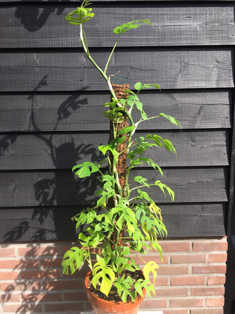 Kamerplant Rhaphidophora tetrasperma, Huis en Inrichting, Kamerplanten, Ophalen, Overige soorten, Halfschaduw, In pot