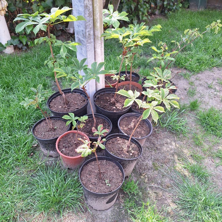 Diverse jonge Kastanjebomen in Pot (€2.50 per stuk)
