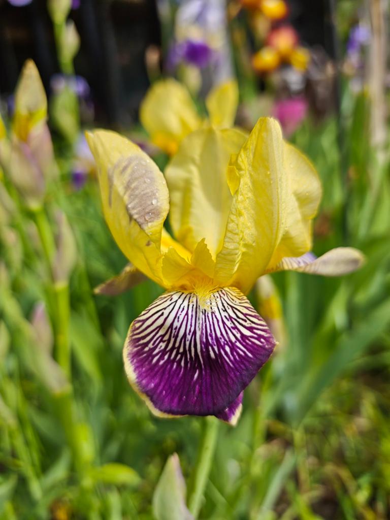 Iris Germánica 'Nibelungen', baard iris, Tuin en Terras, Planten | Tuinplanten, Ophalen of Verzenden, Lente, Vaste plant, Volle zon