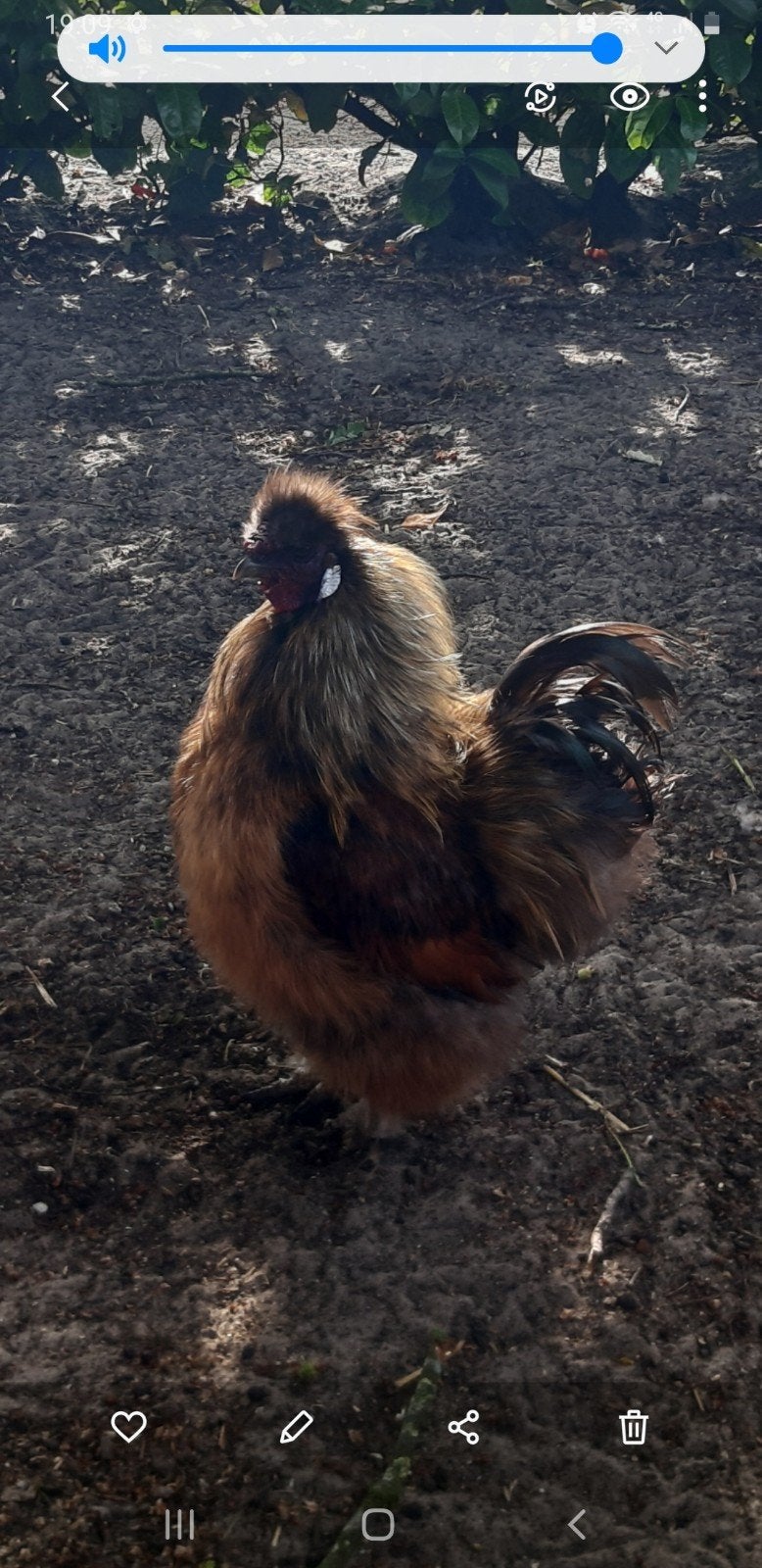 Prachtige zijdehoenderhaan, Dieren en Toebehoren, Pluimvee, Mannelijk, Kip