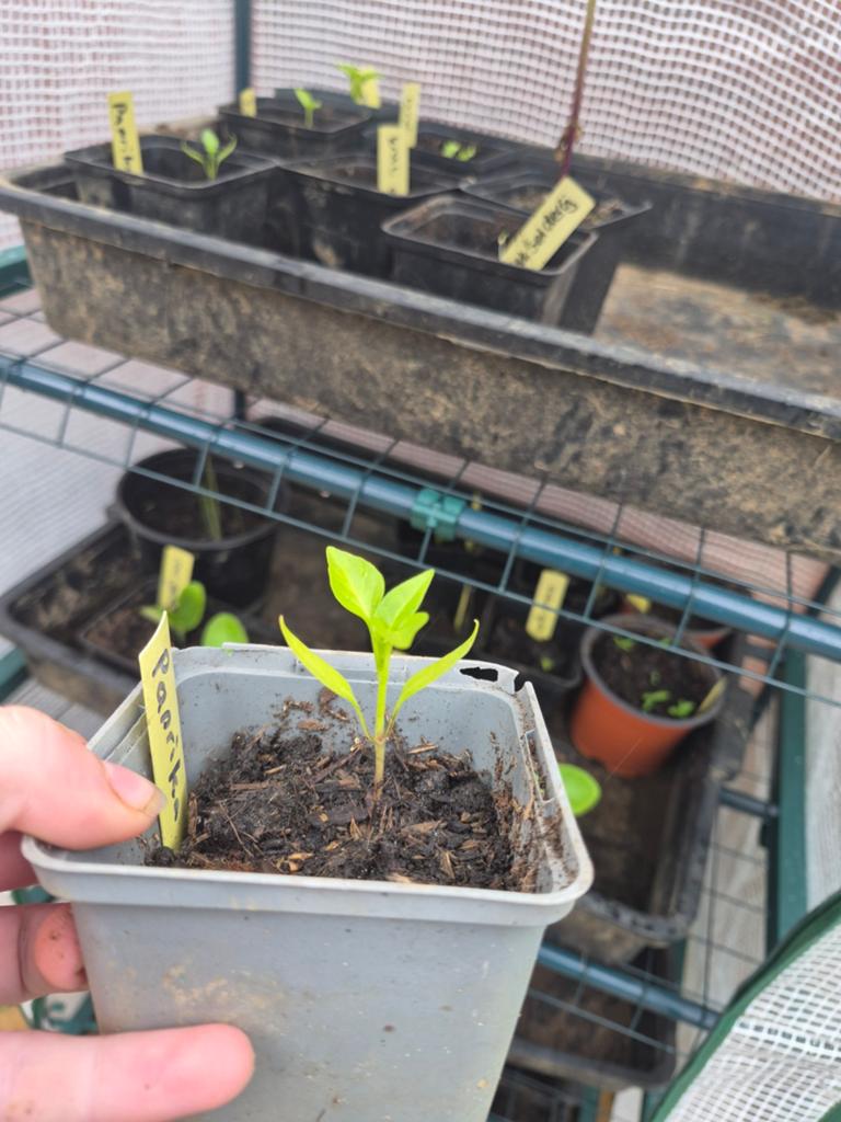 Paprika stekjes, Tuin en Terras, Ophalen, Eenjarig, Groenteplanten, Volle zon