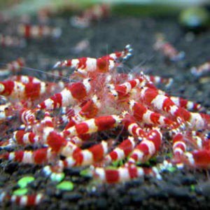 Crystal red garnalen, Dieren en Toebehoren, Kreeft, Krab of Garnaal