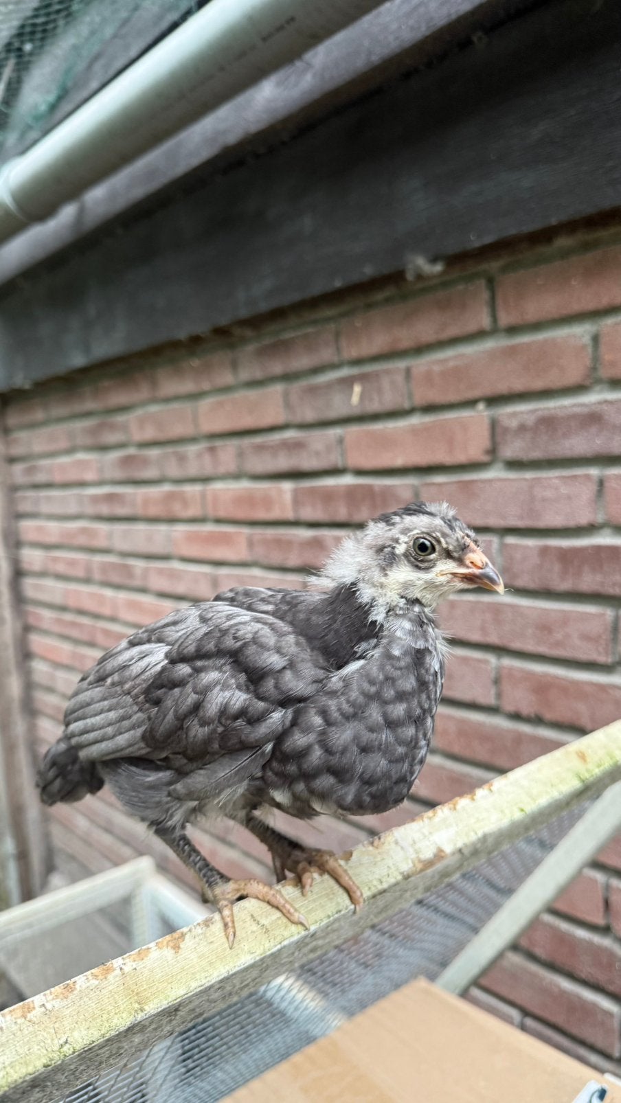 Kleurlegger kuikens, Dieren en Toebehoren, Pluimvee, Kip, Geslacht onbekend