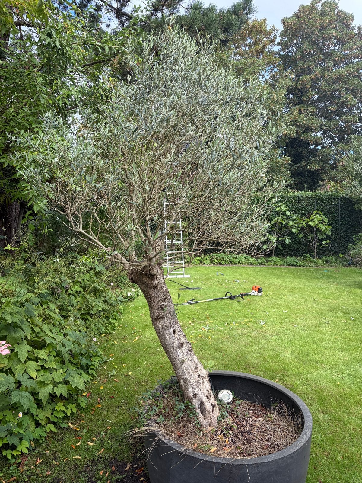 Grote Olijfboom in Pot - Zelf Uitgraven, Tuin en Terras, Lente, Olijfboom, 250 tot 400 cm, Ophalen