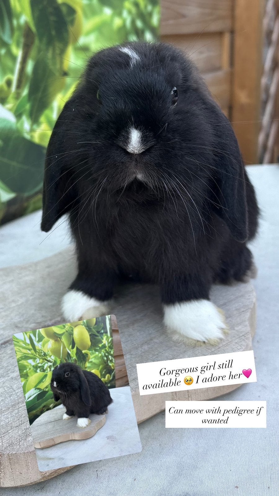 Prachtig 100%  raszuiver minilop voedstertje !🩷🐰, Vrouwelijk, Dwerg, Hangoor, 0 tot 2 jaar