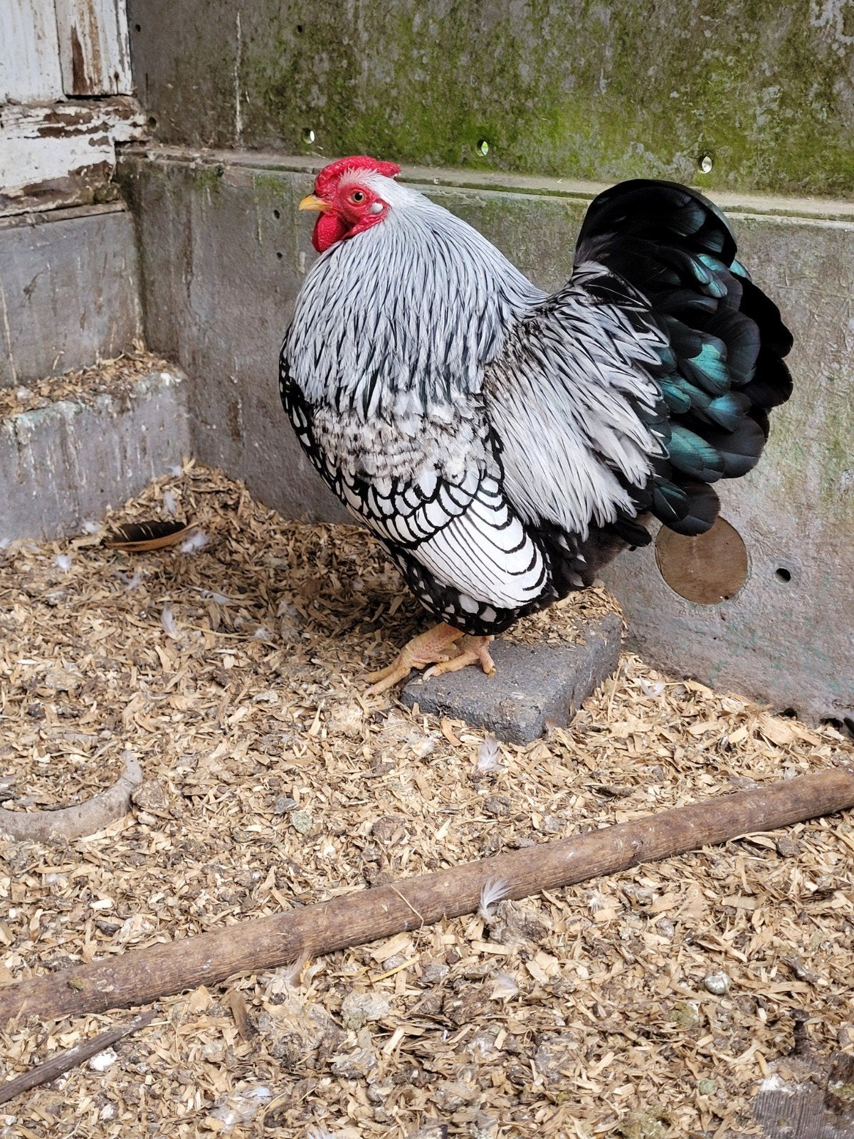 Prachtige Wiandotte haan. Kriel zilver zwart gezoomd  2025, Dieren en Toebehoren