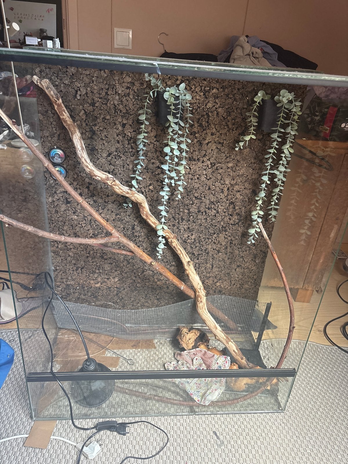 Terrarium, Ophalen, Gebruikt, Terrarium of Paludarium
