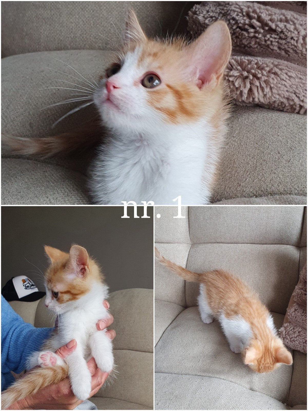 Rode kittens, Dieren en Toebehoren, Meerdere dieren