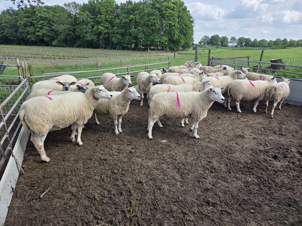 Gespeende ooien 25 stuks, Vrouwelijk, Schaap