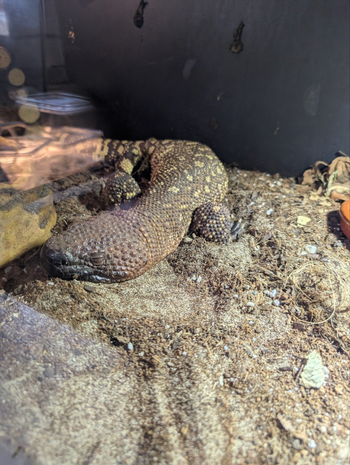 Heloderma exasperatum 1.0, Hagedis, 3 tot 6 jaar