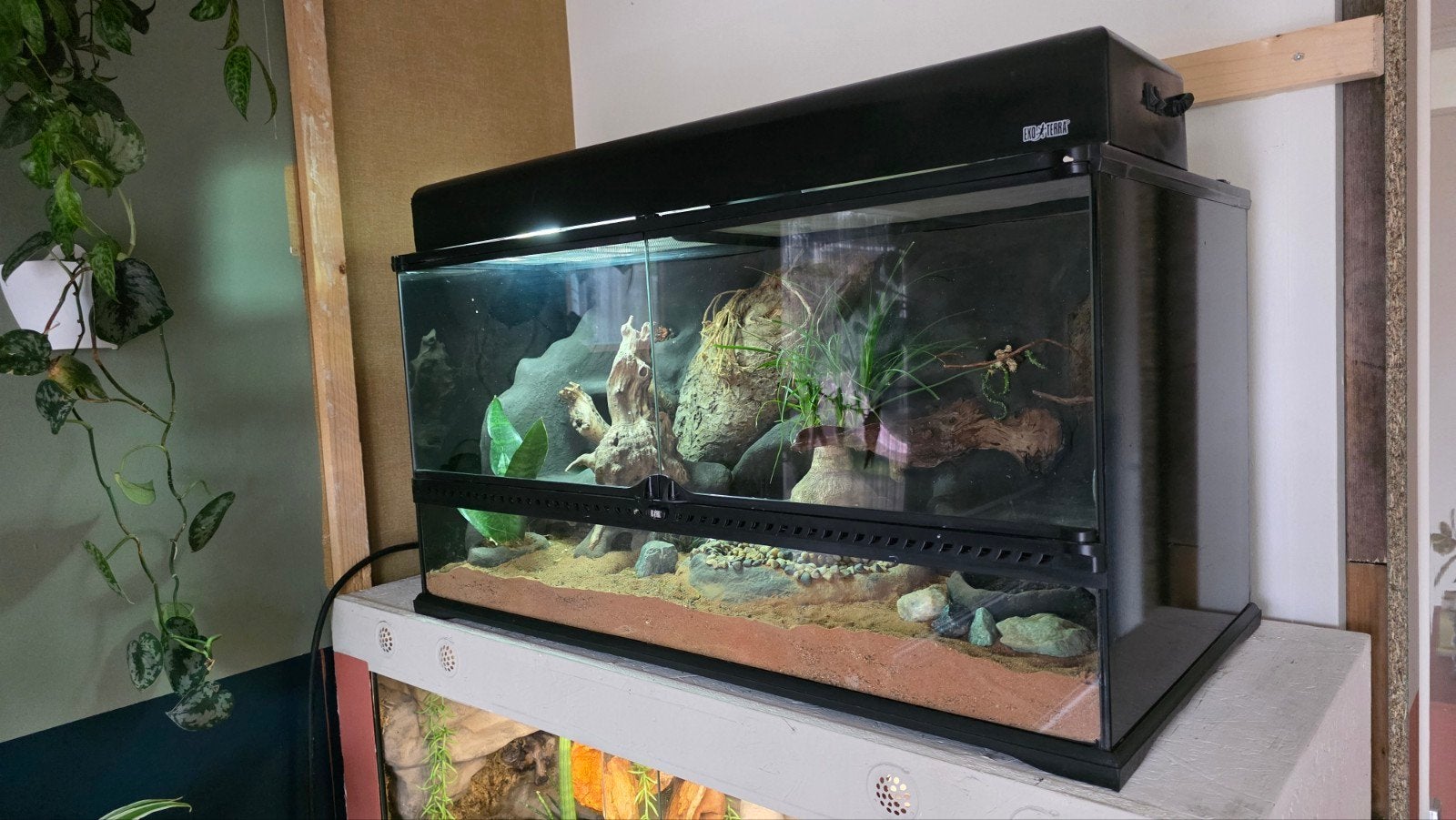 Luipaardgekko met verblijf, Dieren en Toebehoren, Ophalen, Gebruikt, Terrarium of Paludarium