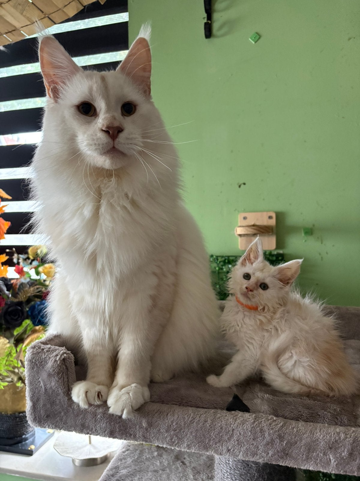 Maincoon poesjes met stamboom😊, Dieren en Toebehoren, Poes, Gechipt