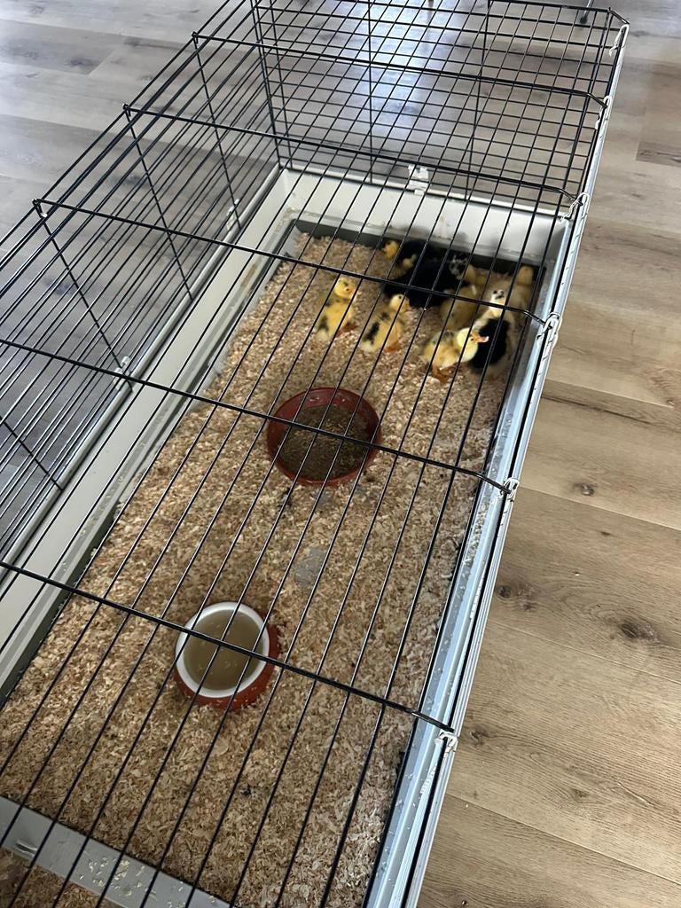 Makke bonte loopeenden, Meerdere dieren, Eend