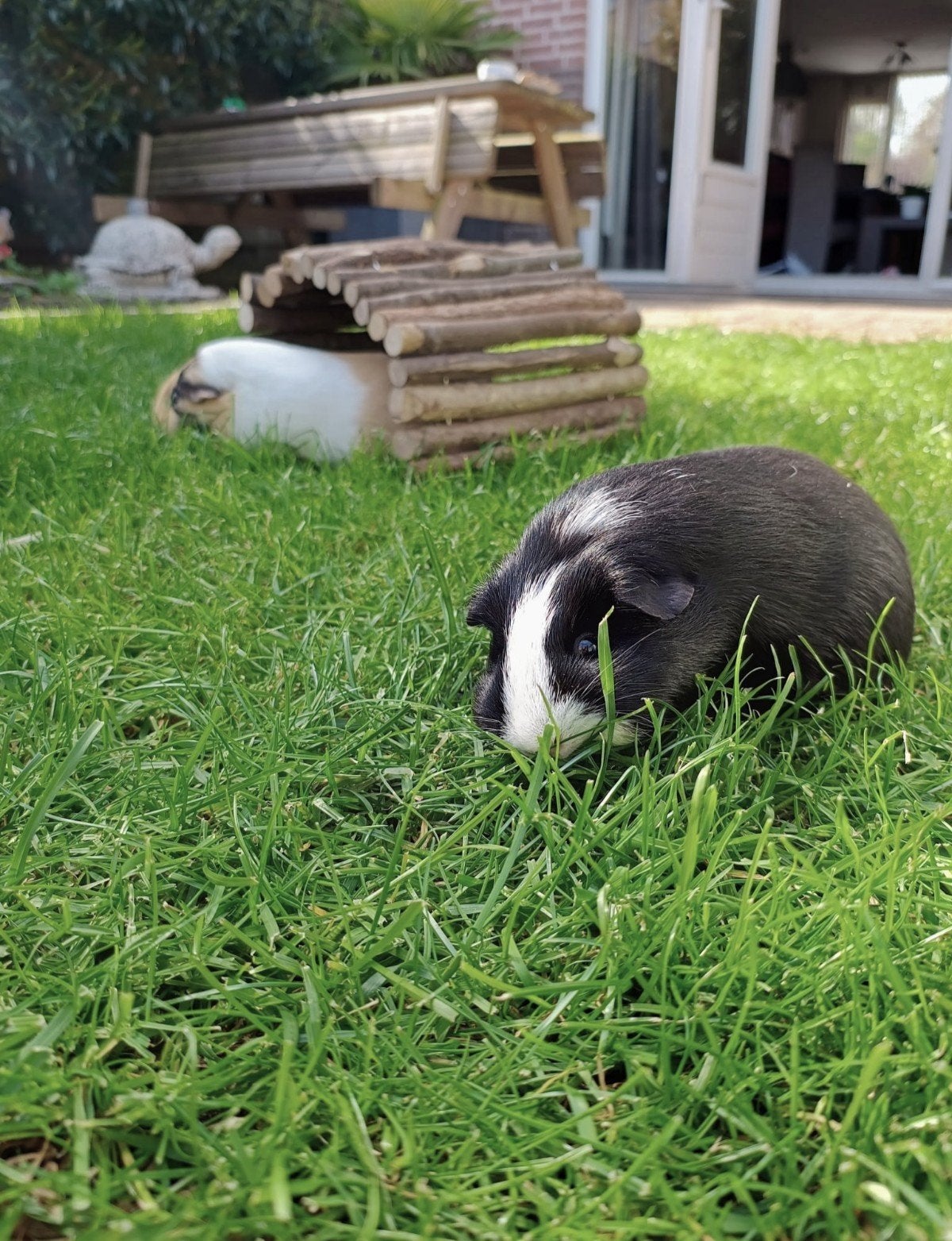cavia opvang vakantie, Januari, Overige typen, Tam