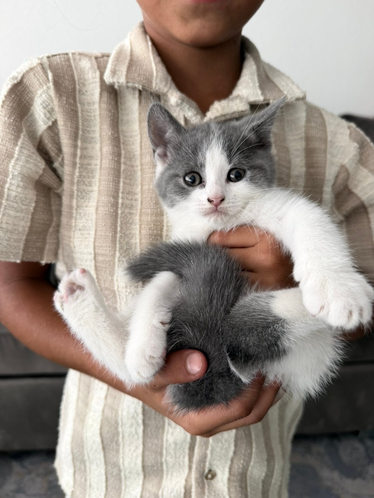 Prachtige Britse Korthaar kruising kittens ️, Meerdere dieren, Ontwormd