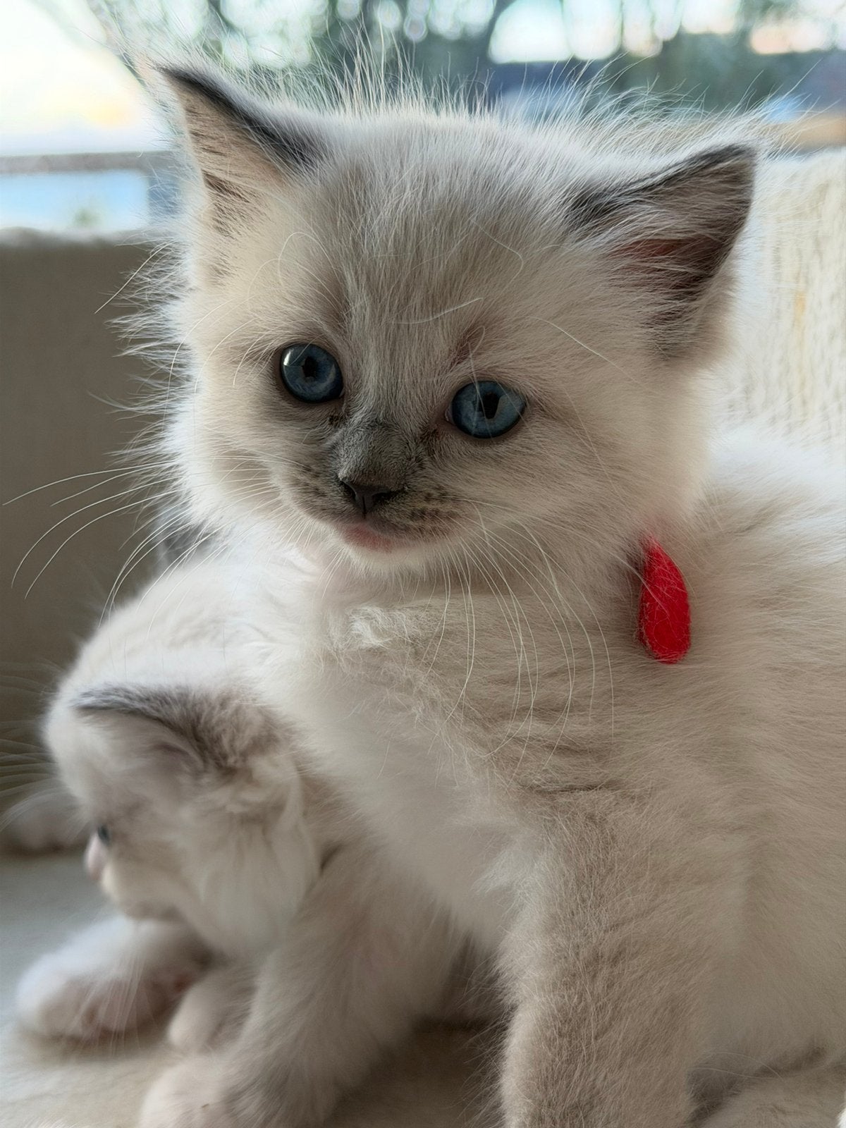 Ragdoll kittens, Dieren en Toebehoren, Meerdere dieren