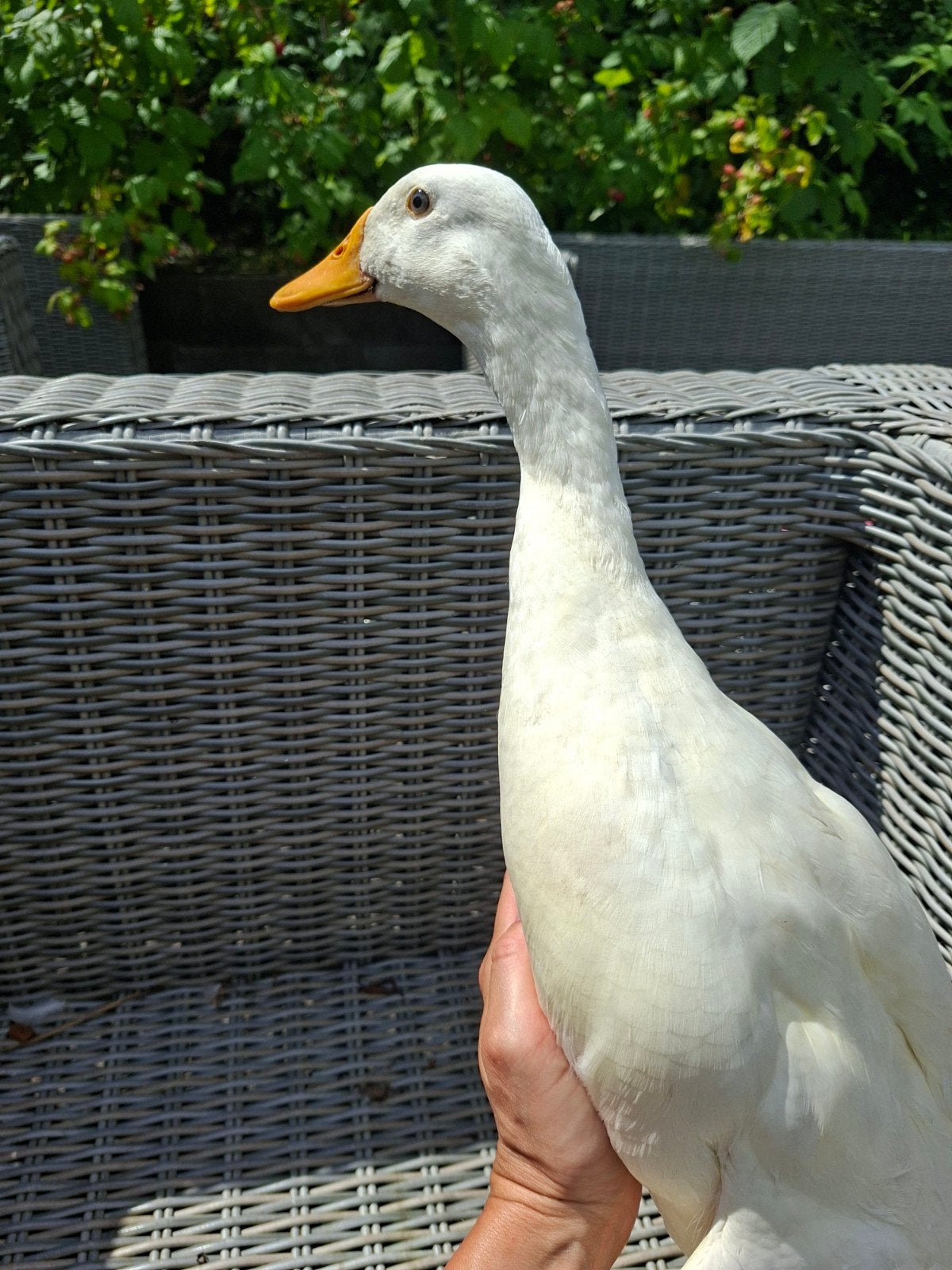 Witte loopeend mannetje, gratis of ruilen tegen vrouwtje, Dieren en Toebehoren, Pluimvee, Mannelijk, Eend