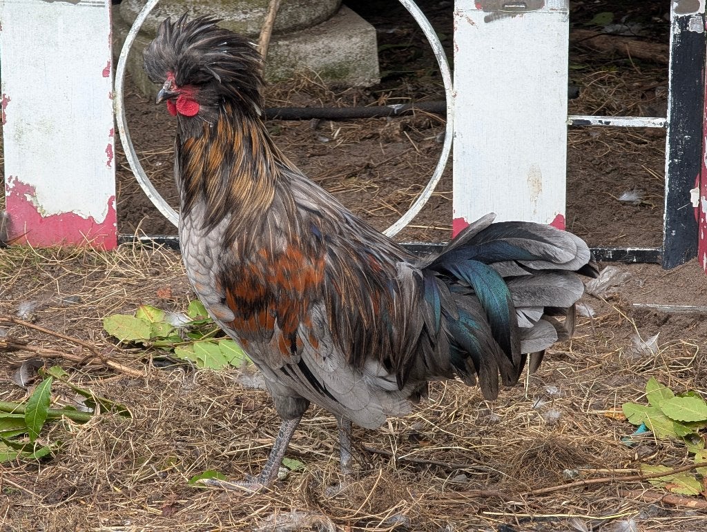 Padua, Hollandse kuifhoen kriel hanen, Dieren en Toebehoren, Mannelijk, Kip