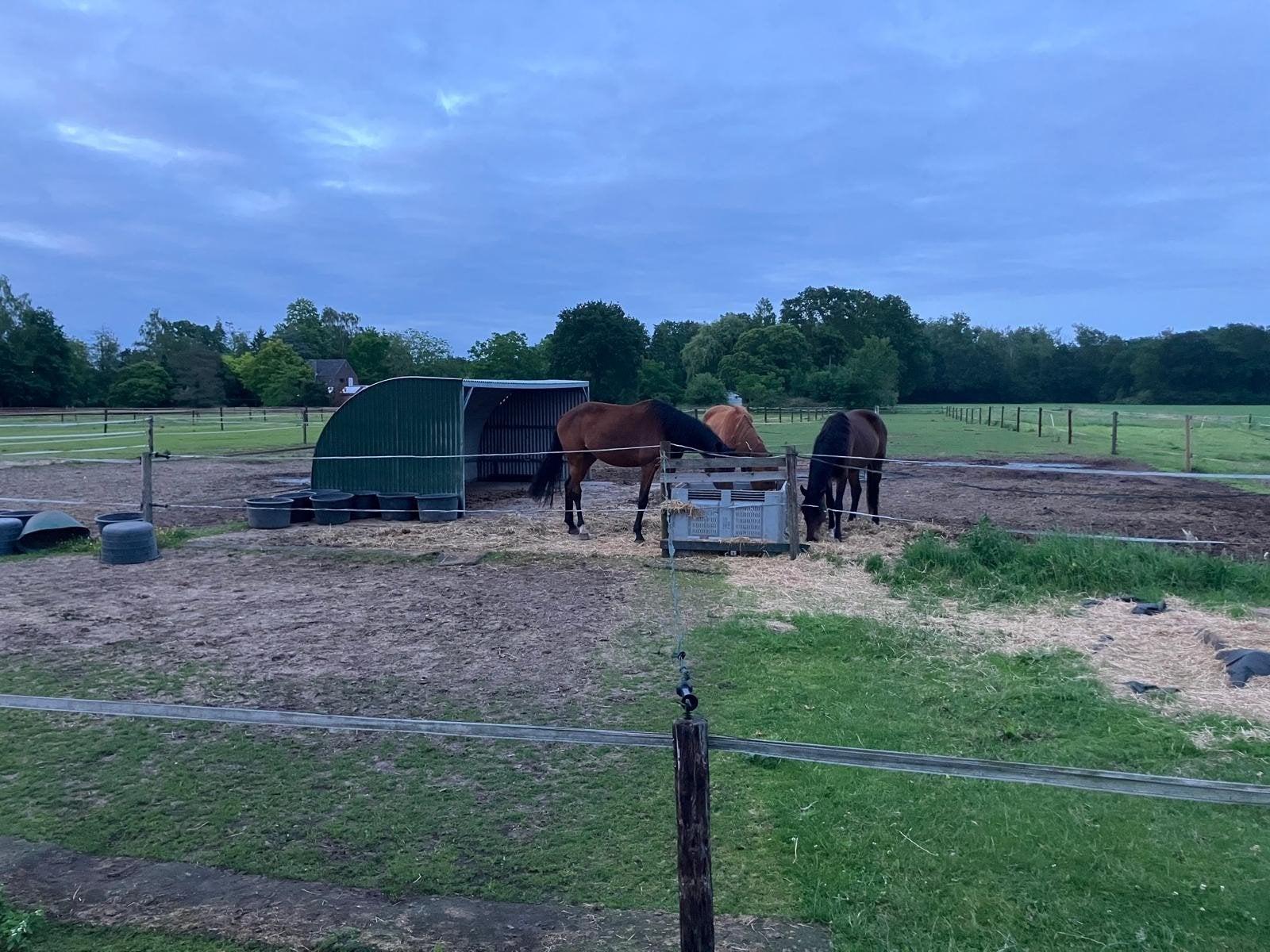 Schuilstal en weidegang in Gerwen ( gemeente Nuenen), Weidegang