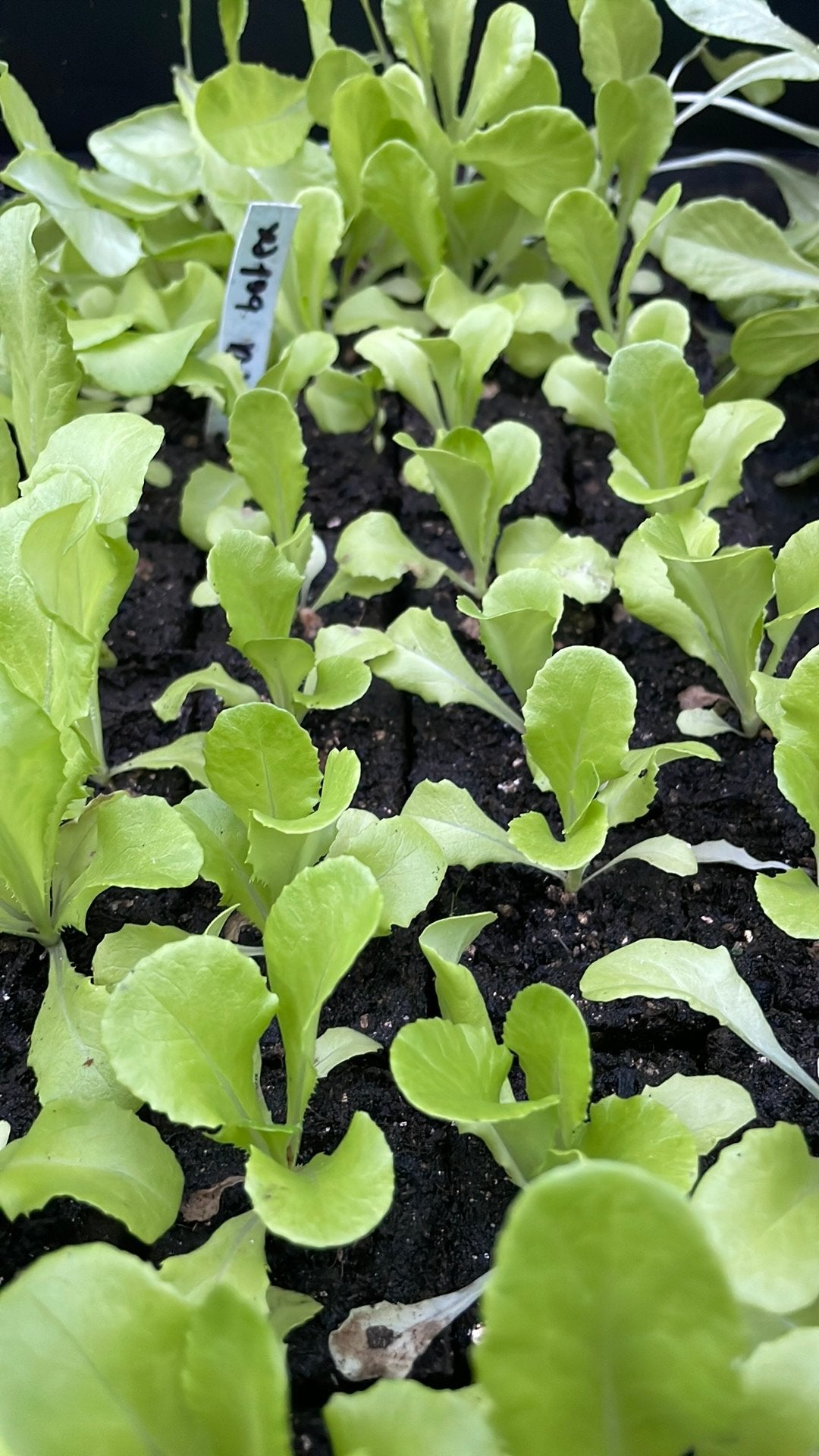 Sla Andijvie rode Sla Palmkool moestuinplantjes, Ophalen, Volle zon, Groenteplanten, Eenjarig