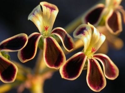 Caudex Pelargonium Pulverulentum Zuid Afrika, Huis en Inrichting, Overige soorten, In pot, Minder dan 100 cm, Bloeiende kamerplant