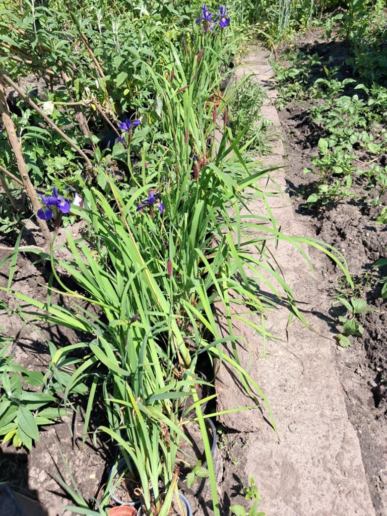Iris Siberica - Gedeelde plant pollen, Tuin en Terras, Planten | Tuinplanten, Volle zon, Vaste plant, Zomer, Ophalen