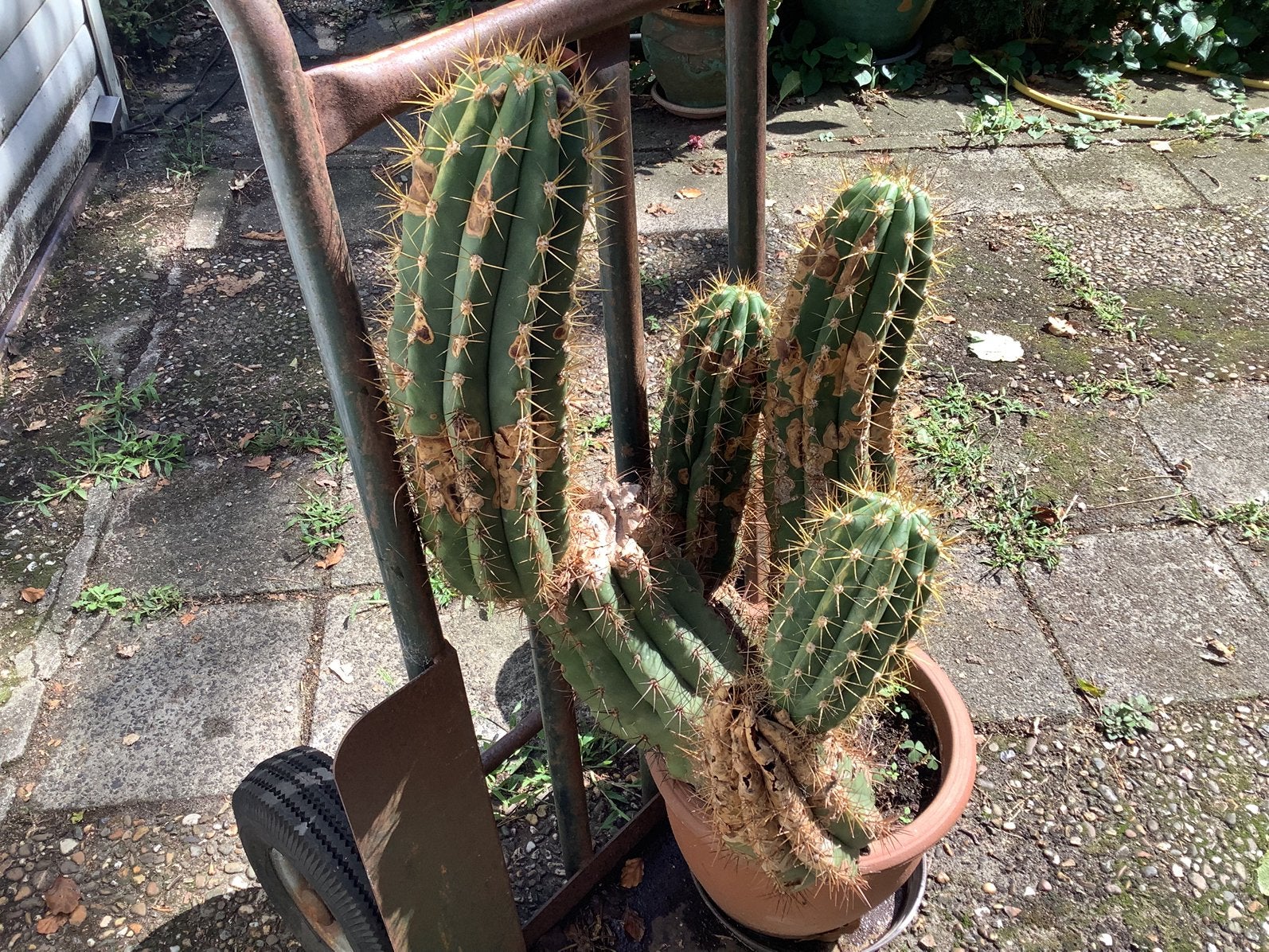 Grote cactus, Ophalen of Verzenden, Cactus, Volle zon, Minder dan 100 cm