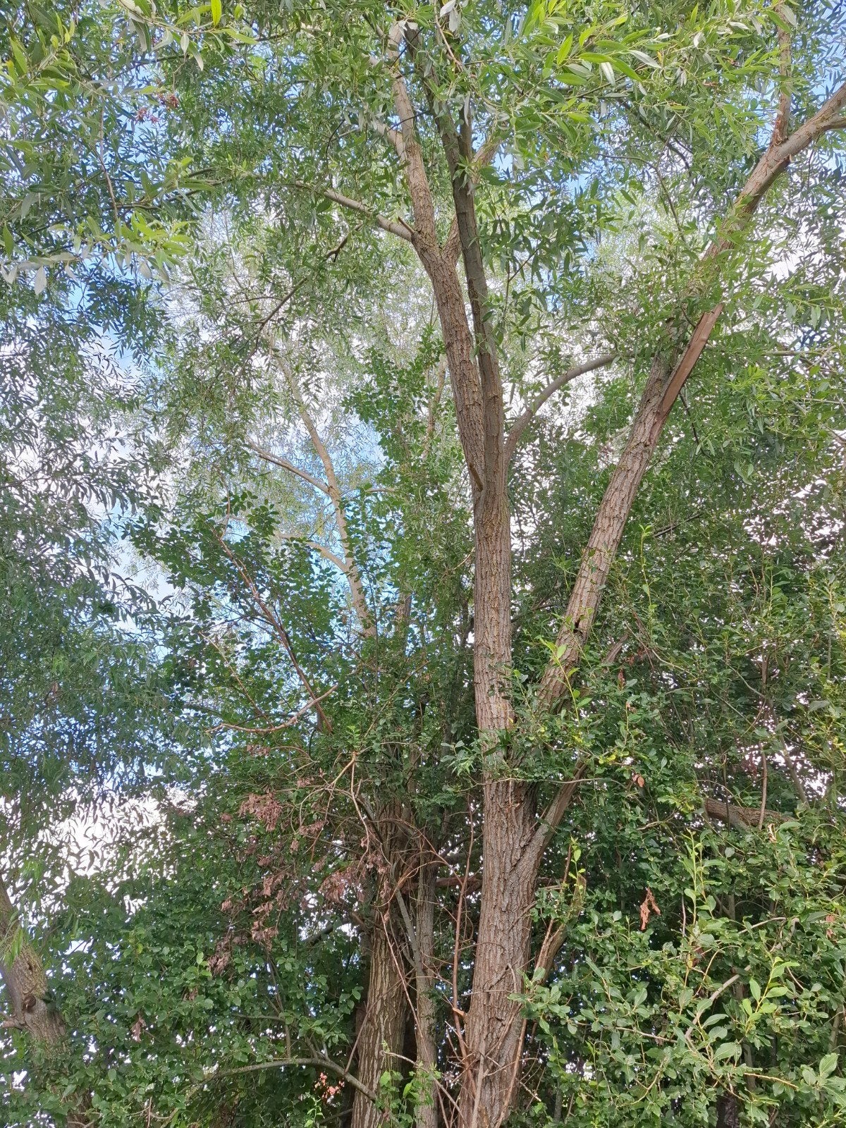 Gratis 3 bomen, 6 m³ of meer, Ophalen, Overige houtsoorten, Stammen