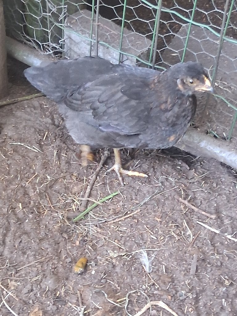 Kip kuiken, Dieren en Toebehoren, Pluimvee, Vrouwelijk, Kip