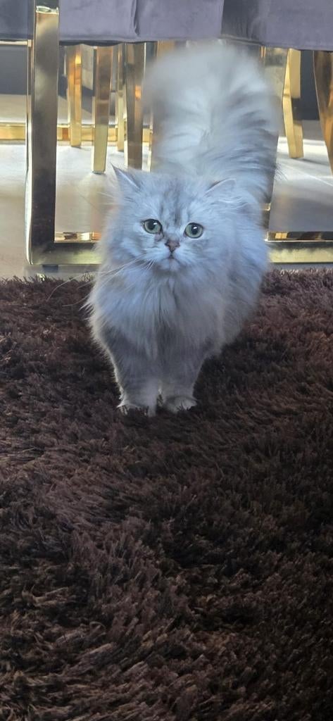 Britse langhaar poesje, Dieren en Toebehoren, Katten en Kittens | Raskatten | Langhaar, Poes, Ontwormd, 0 tot 2 jaar