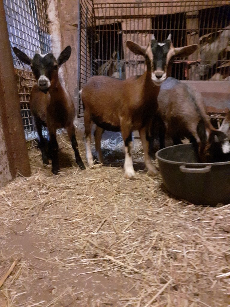 3 jonge dwerggeiten, Dieren en Toebehoren, Vrouwelijk, Geit, 0 tot 2 jaar