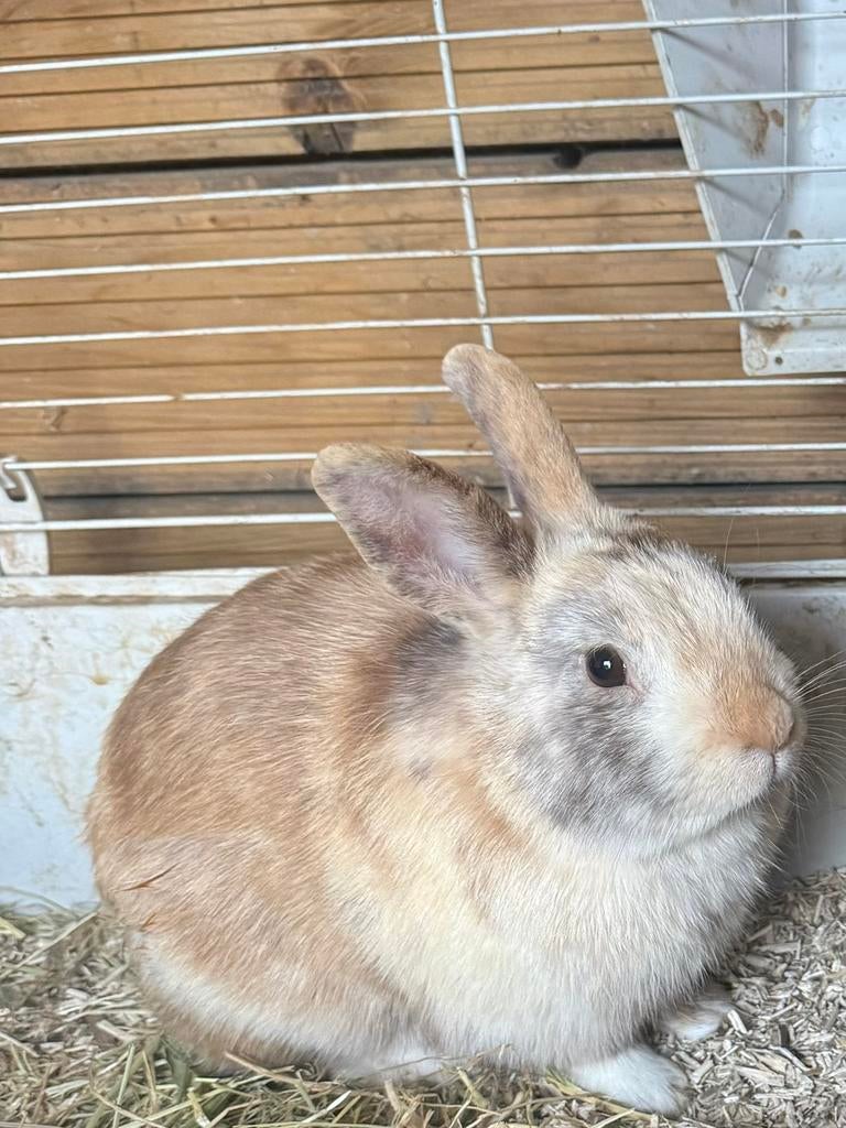 Lief mannetjeskonijn zoekt nieuw huisje, Mannelijk, Dwerg