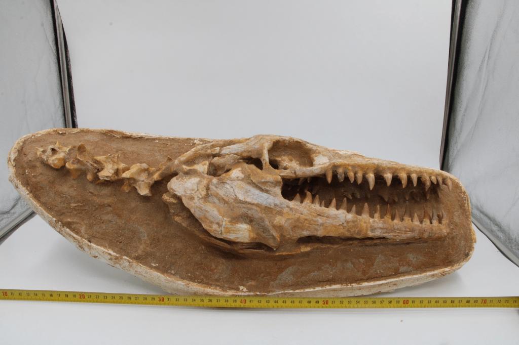 Schedel Halisaurus arambourg, Ophalen of Verzenden, Fossiel