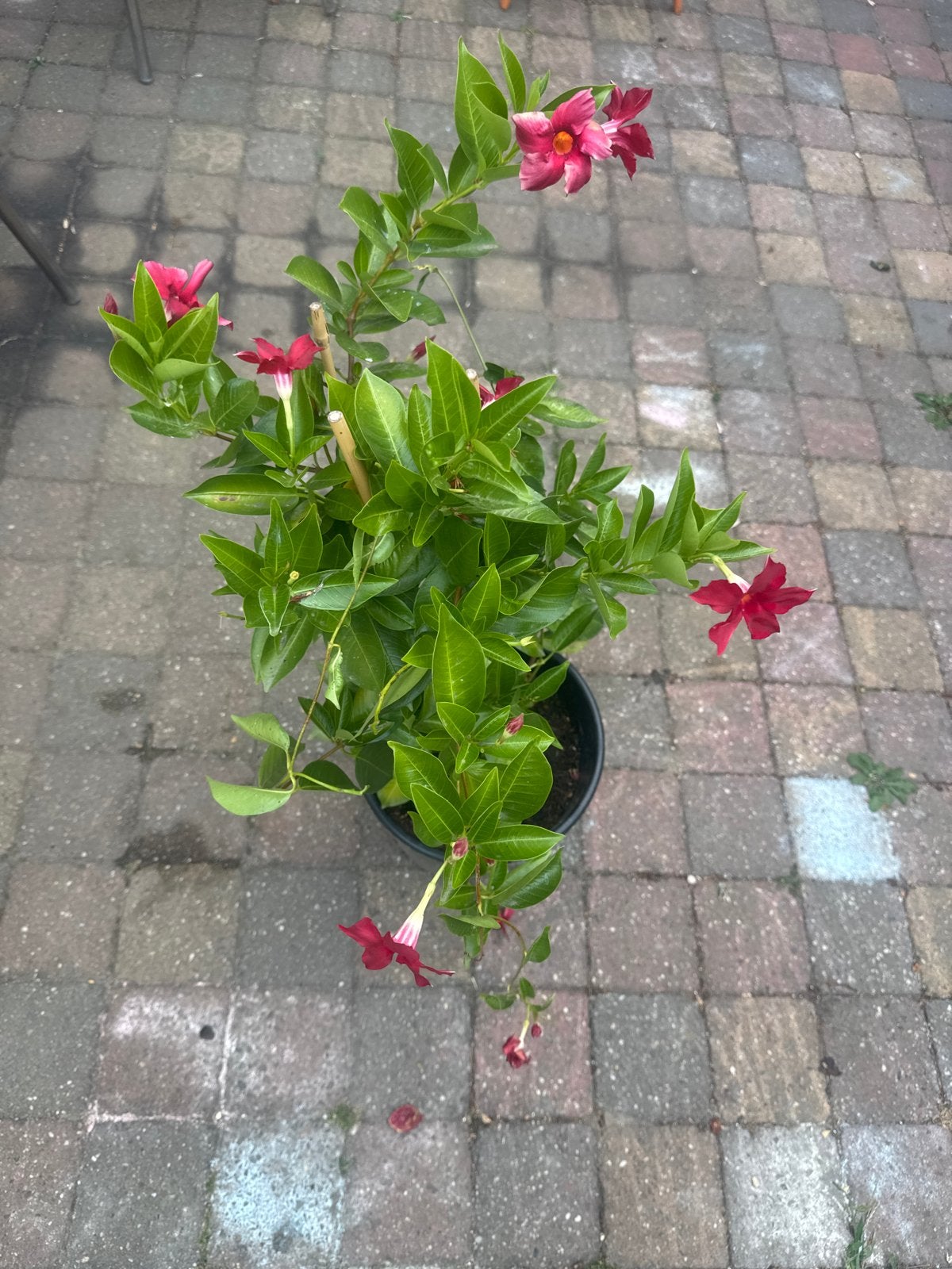Mandevilla (Dipladenia) - Rode Klimplant, Ophalen, Volle zon, Vaste plant, Klimplanten