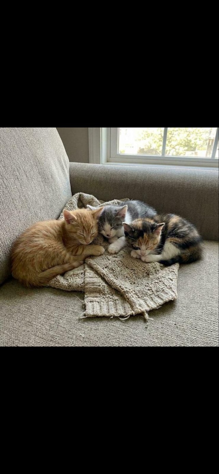 Lieven kittens zoeken warm thuis. Gratis ophalen!, Ophalen