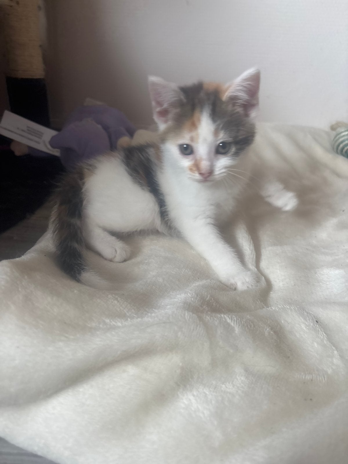 Leuke katjes 2 vrouwtjes, Poes