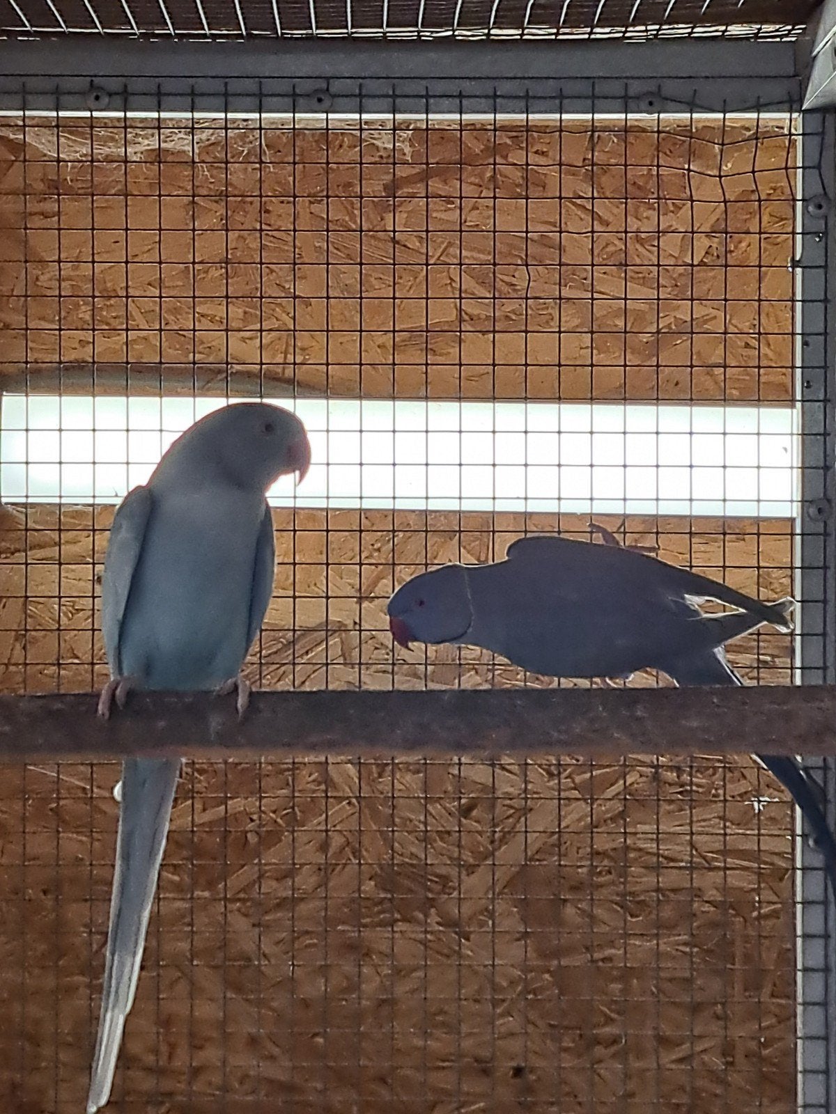 koppel halsbandparkieten, Dieren en Toebehoren, Vogels | Parkieten en Papegaaien, Meerdere dieren, Parkiet, Geringd