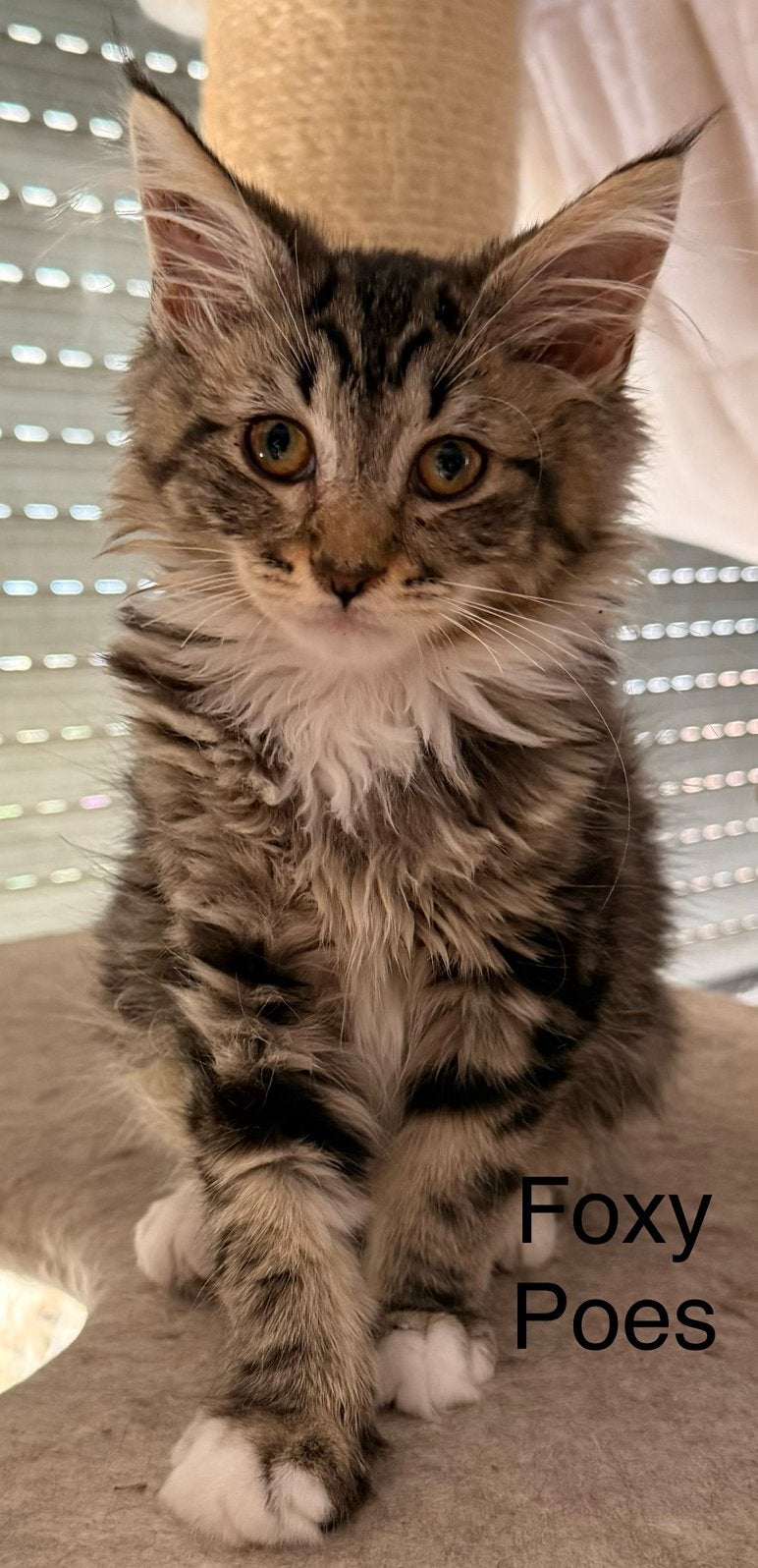1 maincoon kitten., Meerdere dieren, Ontwormd, 0 tot 2 jaar