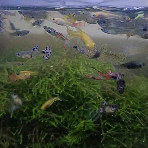 GUPPIES €1,- OP=OP, Vis, Zoetwatervis, Schoolvis