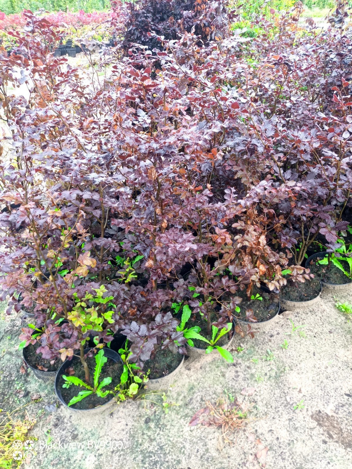 75 rode beuk fagus sylvatica atrop +-125cm in pot haag, Ophalen of Verzenden, Beukenhaag, Struik, 100 tot 250 cm