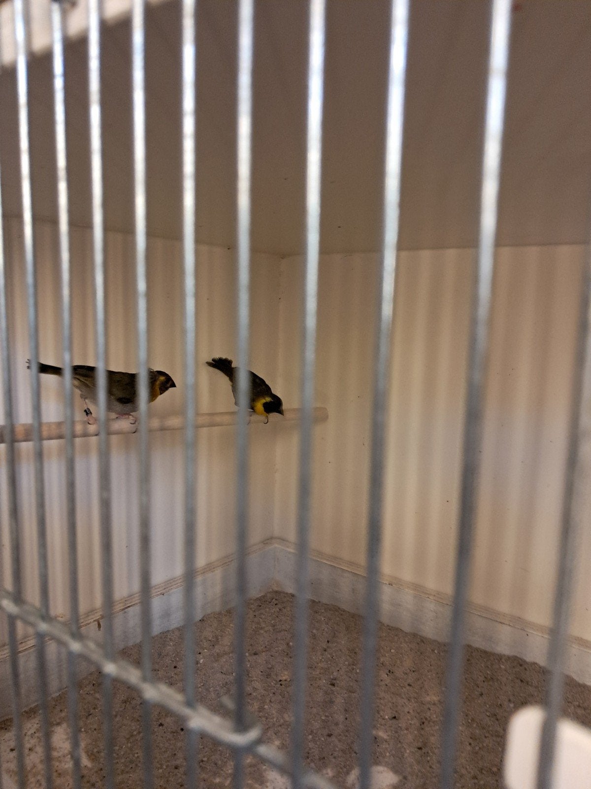 Kleine cubavinken 2026, Dieren en Toebehoren, Vogels | Overige Vogels, Meerdere dieren