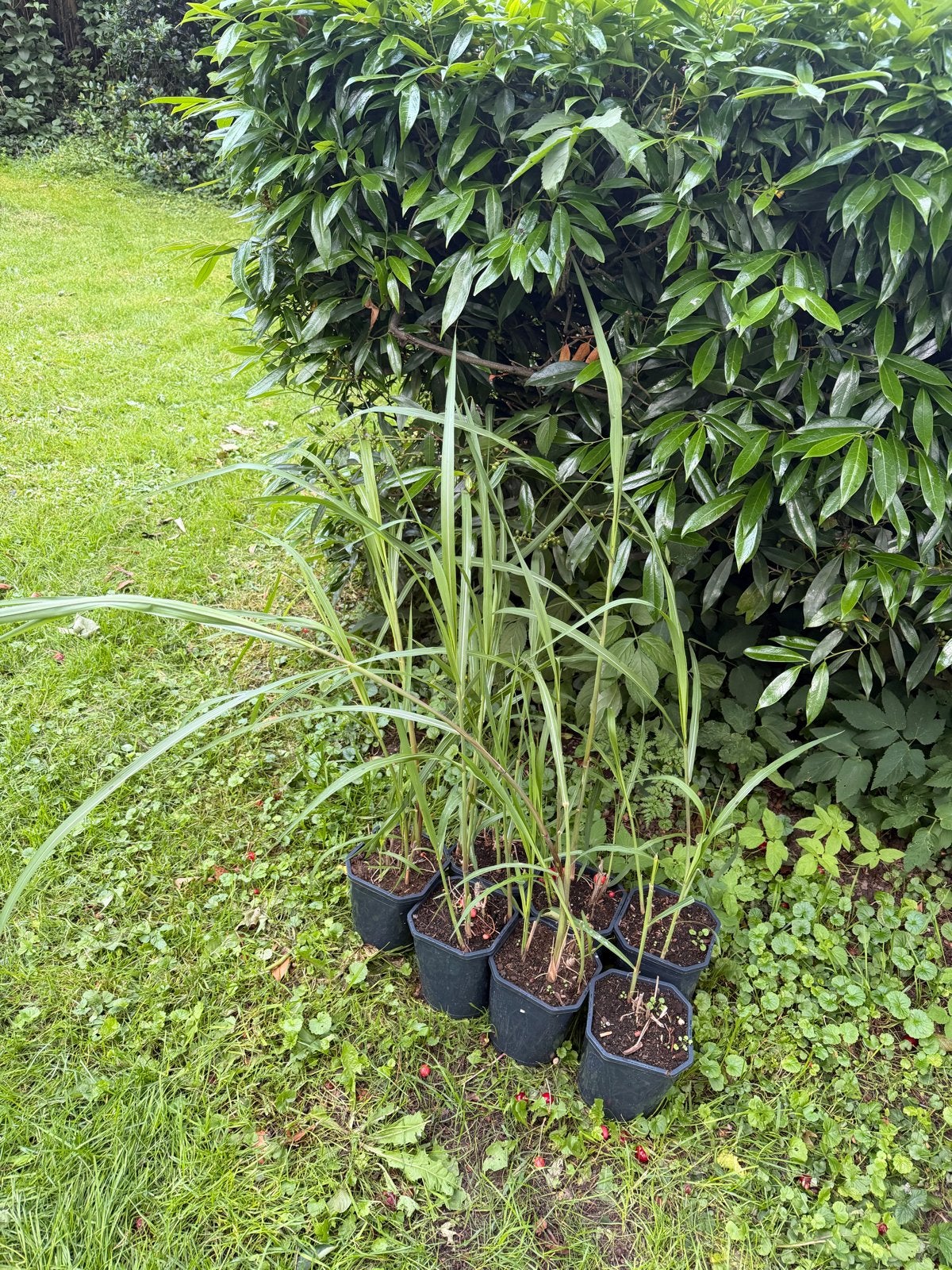 4 stuks Olifantsgras (Miscanthus giganteus) siergras, Ophalen, Volle zon, Vaste plant, Siergrassen