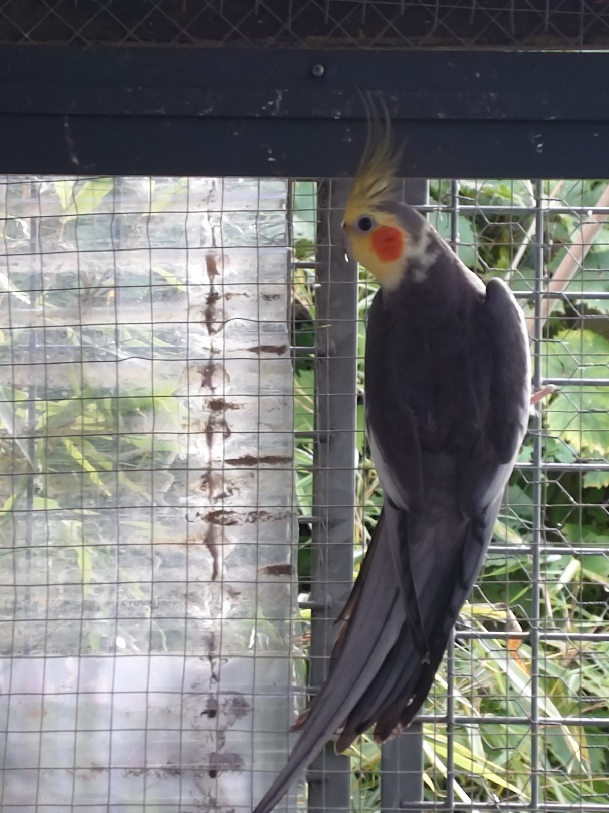 te koop 2 mannetjes valkparkieten, Meerdere dieren, Parkiet