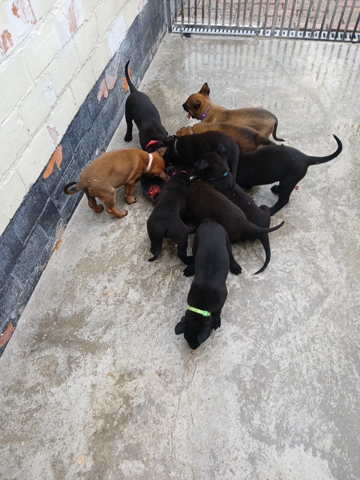 mechelse herder pups, Parvo, 8 tot 15 weken, Meerdere, Meerdere dieren