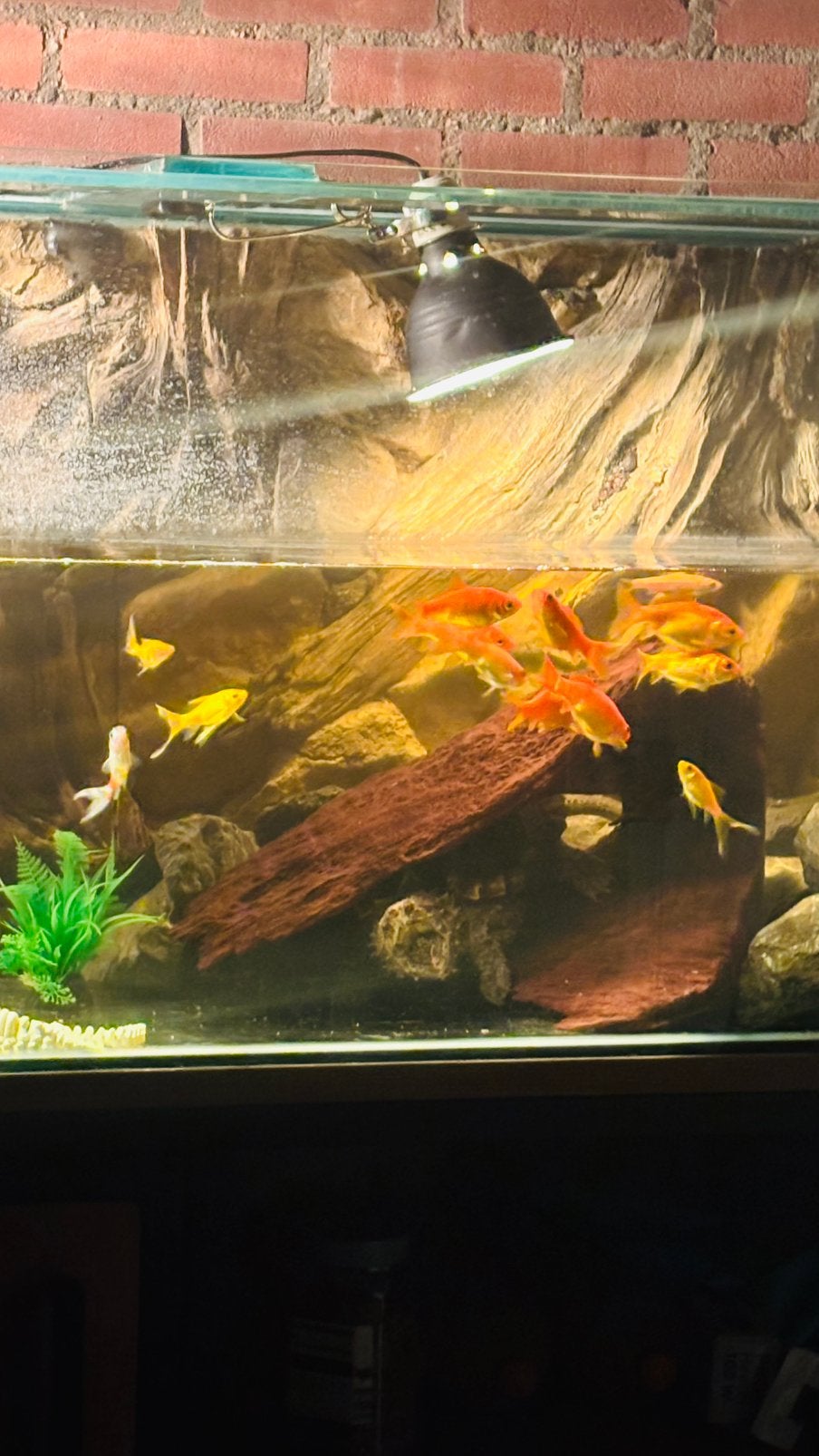 Alligator schildpad, Dieren en Toebehoren, Reptielen en Amfibieën, Schildpad, Met terrarium, 0 tot 2 jaar